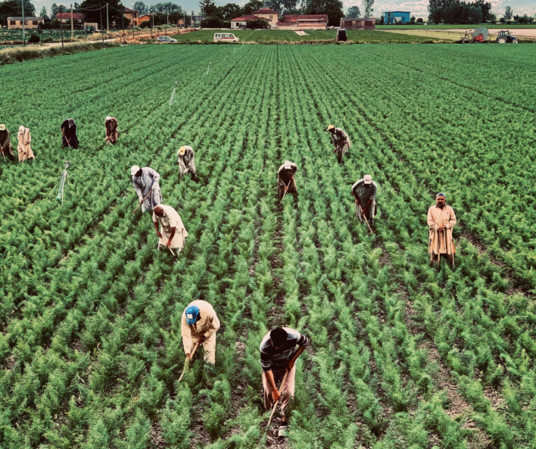 the harvest is plentiful the laborers are few