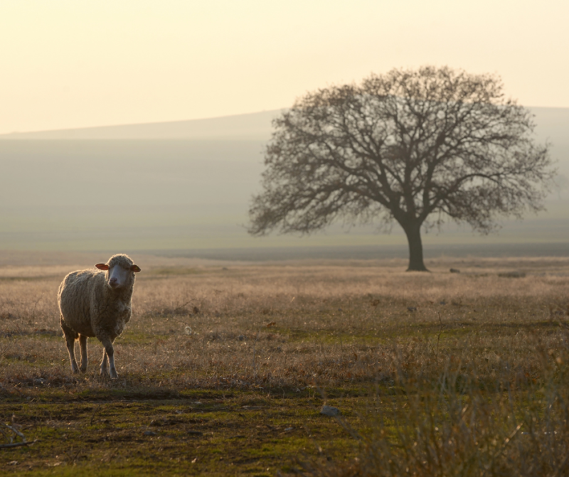 The Parable of the Lost Sheep: 10 Powerful Lessons for Our Lives ...